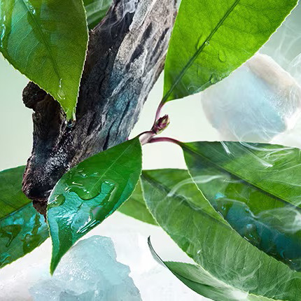 Férfi parfüm Bvlgari Bvlgari Pour Homme